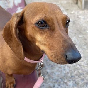 Meet your Posher, Amy